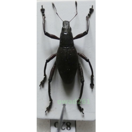 Macrocyrtus contractus (Chevrolat, 1881) male Philippines82b